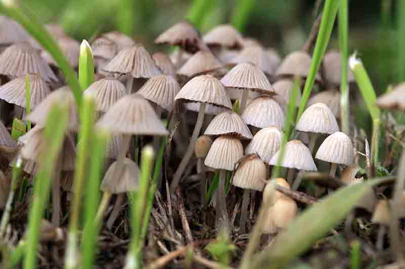 Thursday, May 27th is World Microdosing Day.